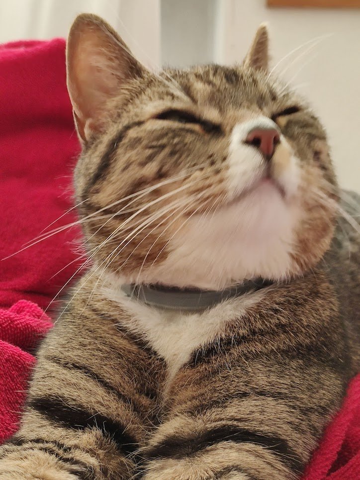 A sleepy cat. Picture from the front, the cat looking to the right with closed eyes, looking like she's smiling. Most of the cat's body is obscured by her head, her front paws sticking outside of the lower frame. The background is a red and soft sheet. 