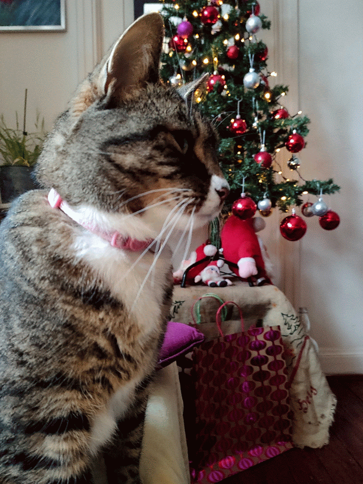 Animated GIF of grey cat yawning in front of a decorated christmas tree