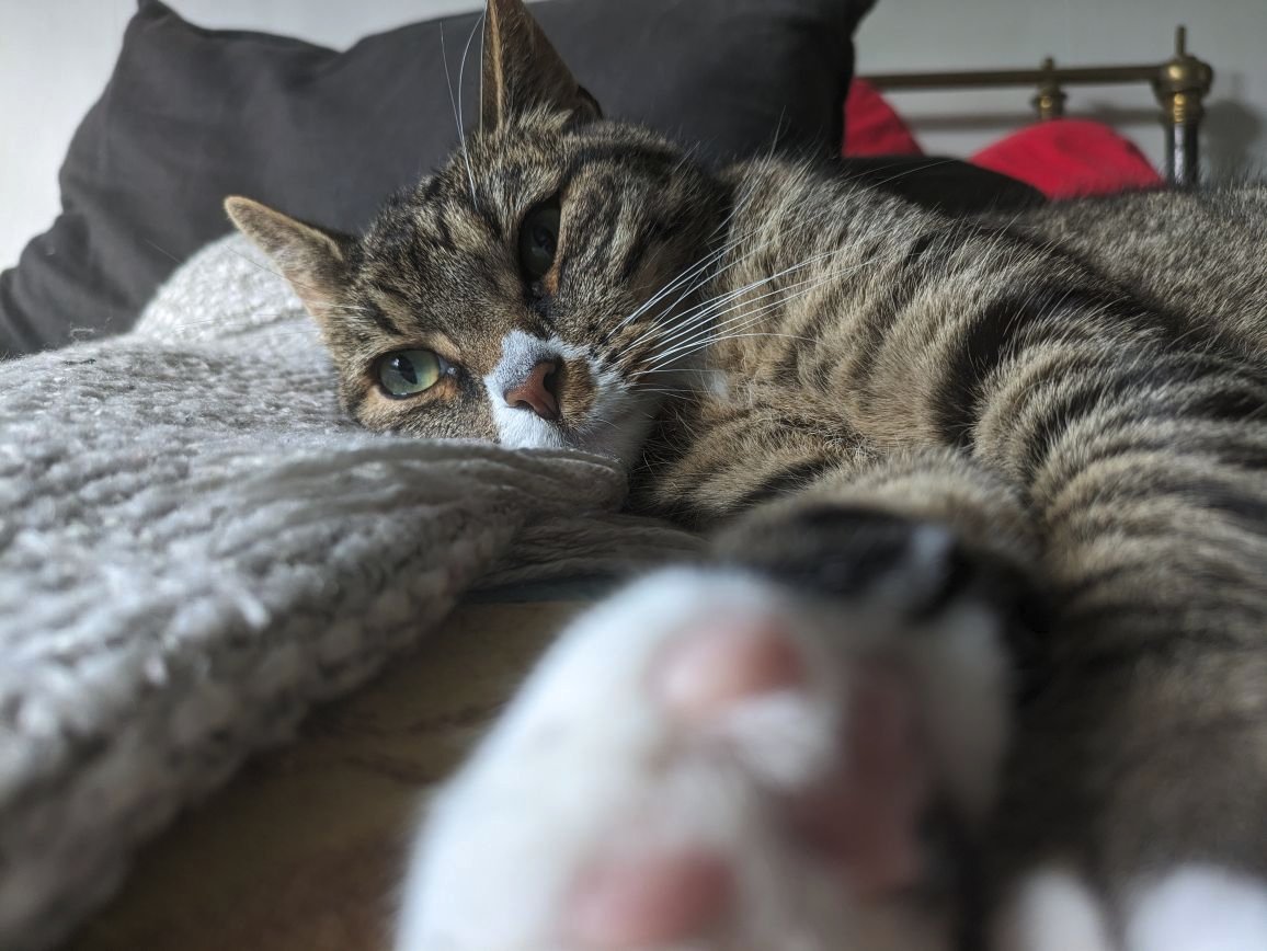 A grey brown cat with greenish eyes staring into the camera, her white paws and pink toebeans showing
