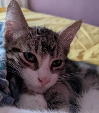 Grayish kitten with large ears, green eyes, and white around his nose, is resting on soft cloth staring but not quite at the camera.