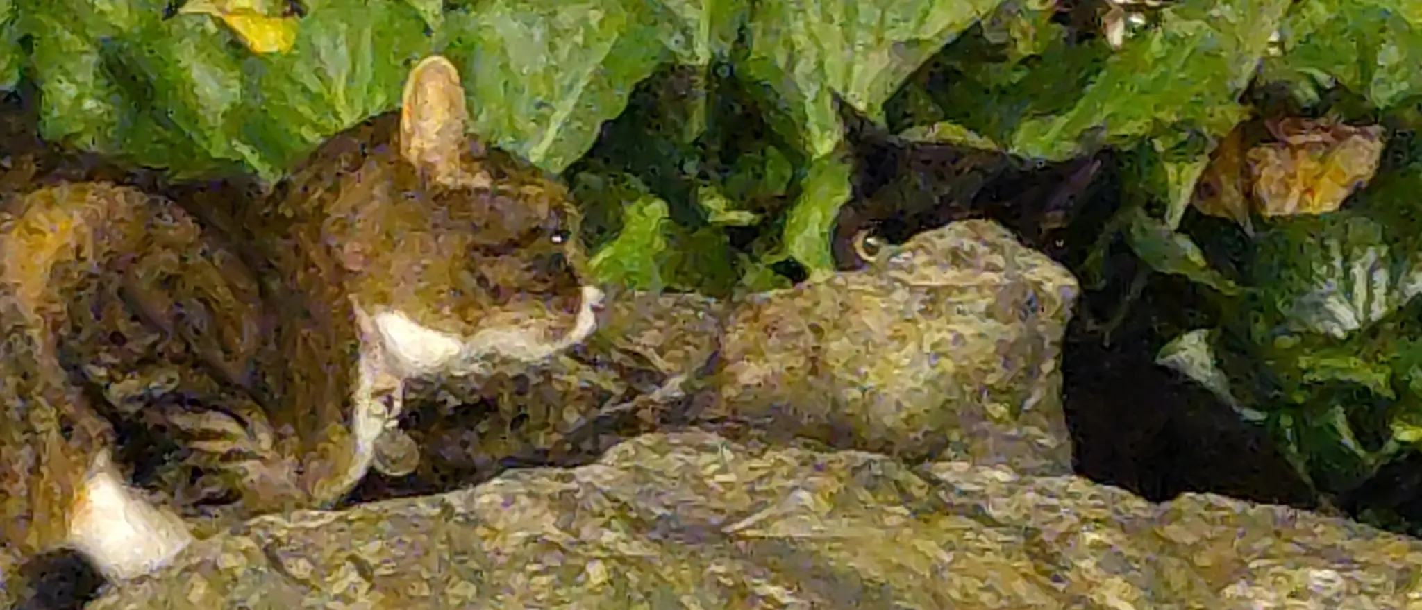 Gray-orangeish cat on the left staring angrily in the direction of a void cat hiding behind a rock.