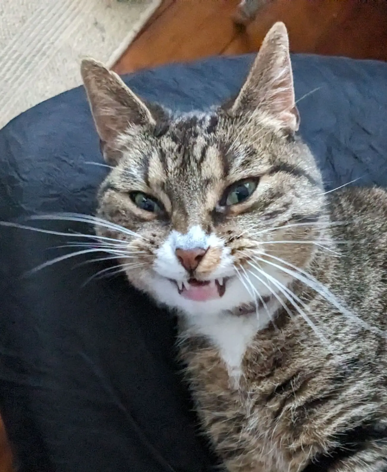 A greyish cat staring into the camera, it looks like the cat is grinning.