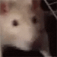 :rat_jamming@transfem.social: